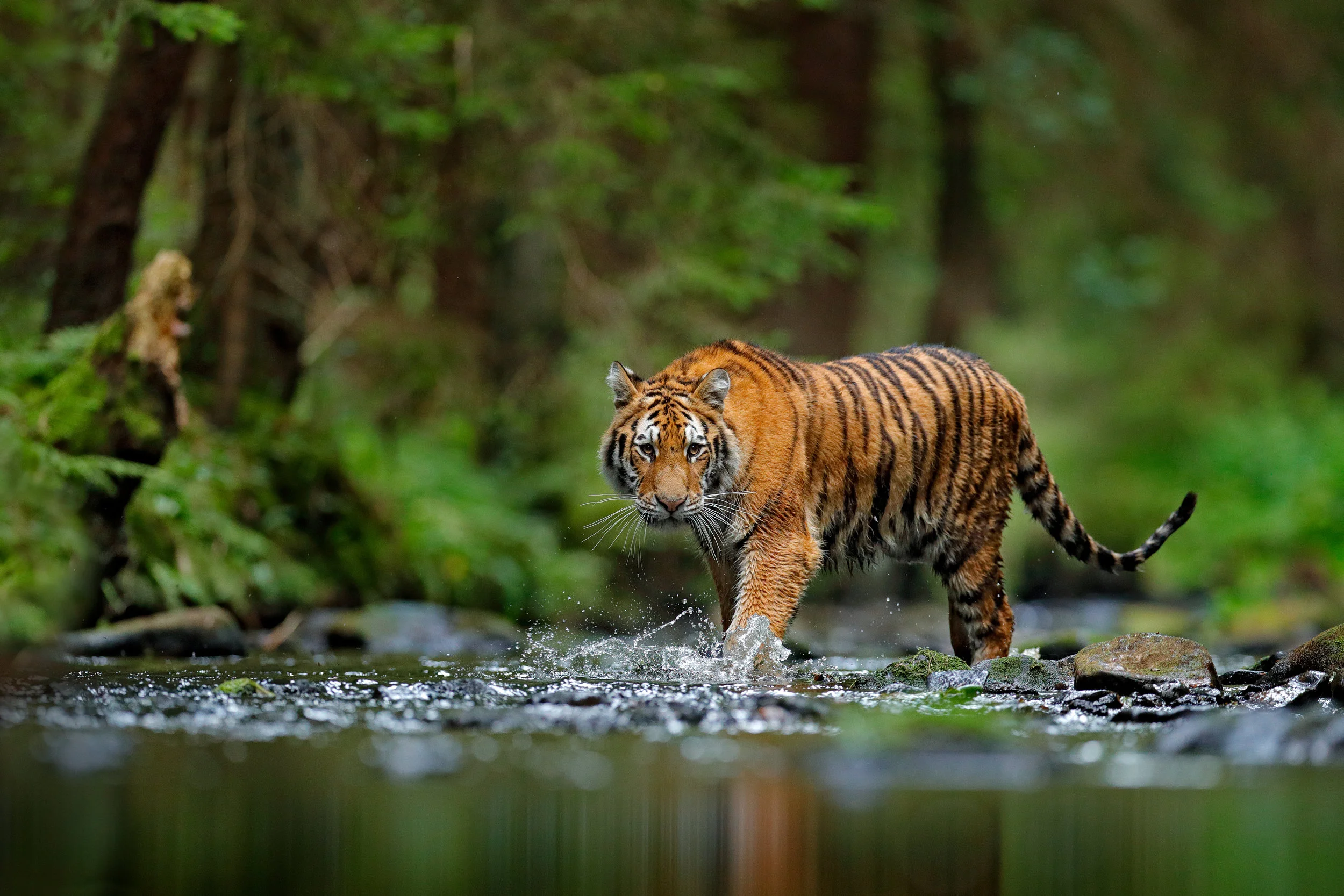 Puma tigers new arrivals